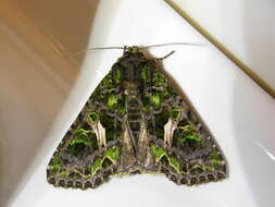 Image of orache moth