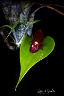 Image of Pleurothallis scotinantha