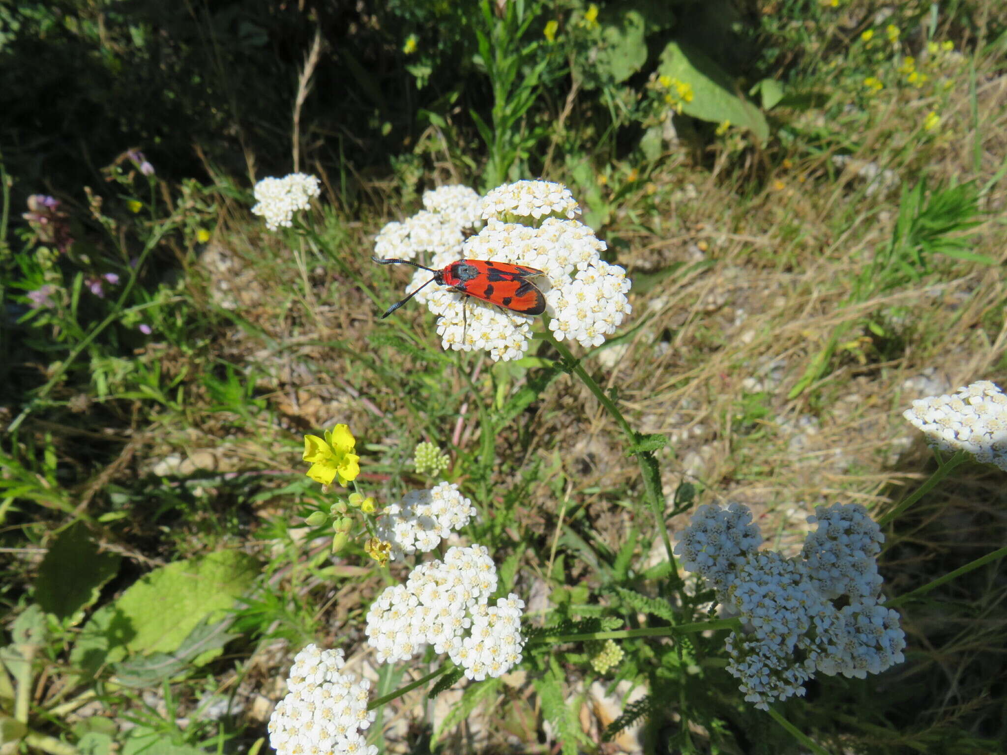 Image of Zygaena laeta Hübner 1790