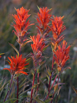 Image of Peck's Indian paintbrush