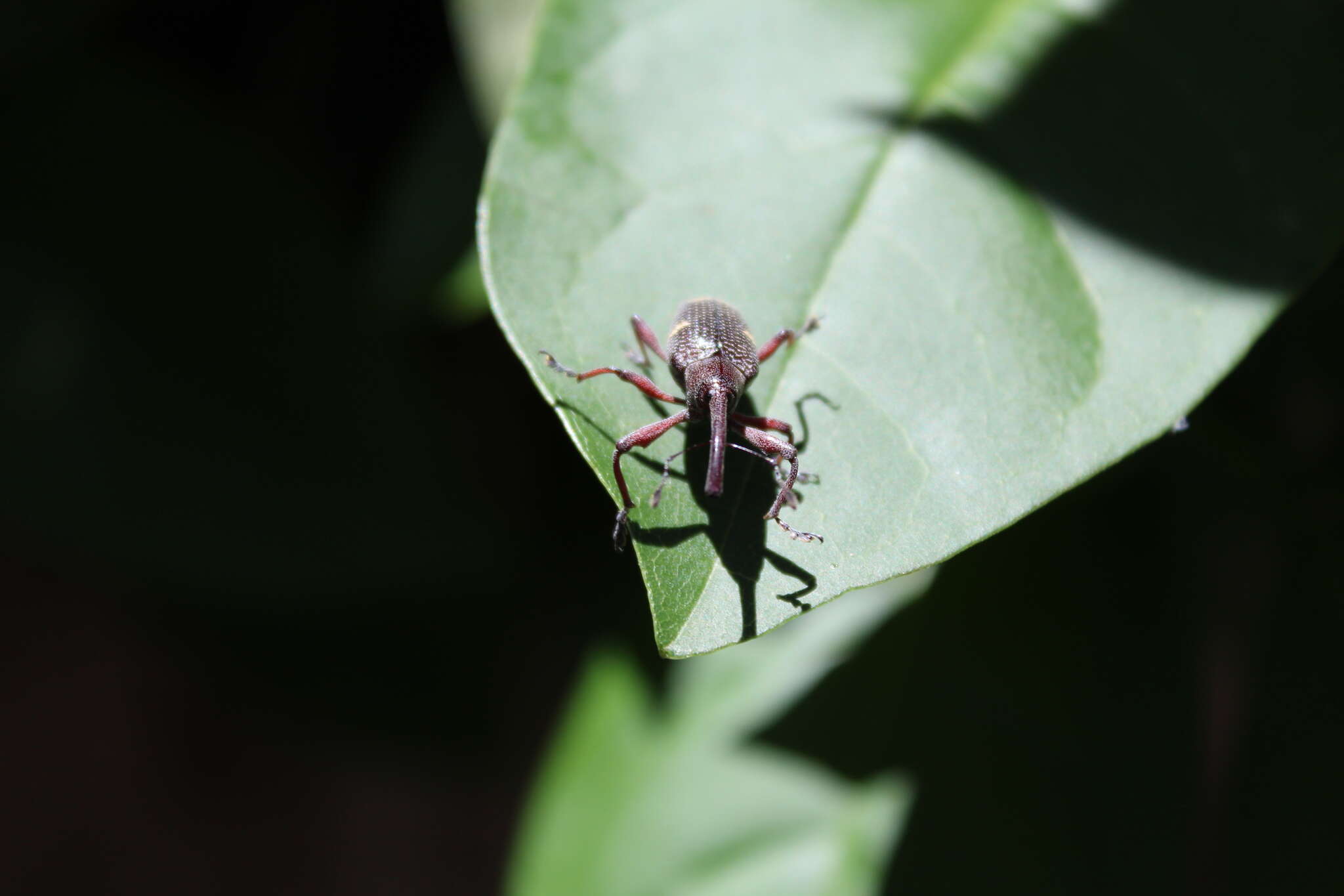 Image of Weevil