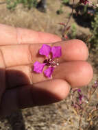 Image of elegant clarkia