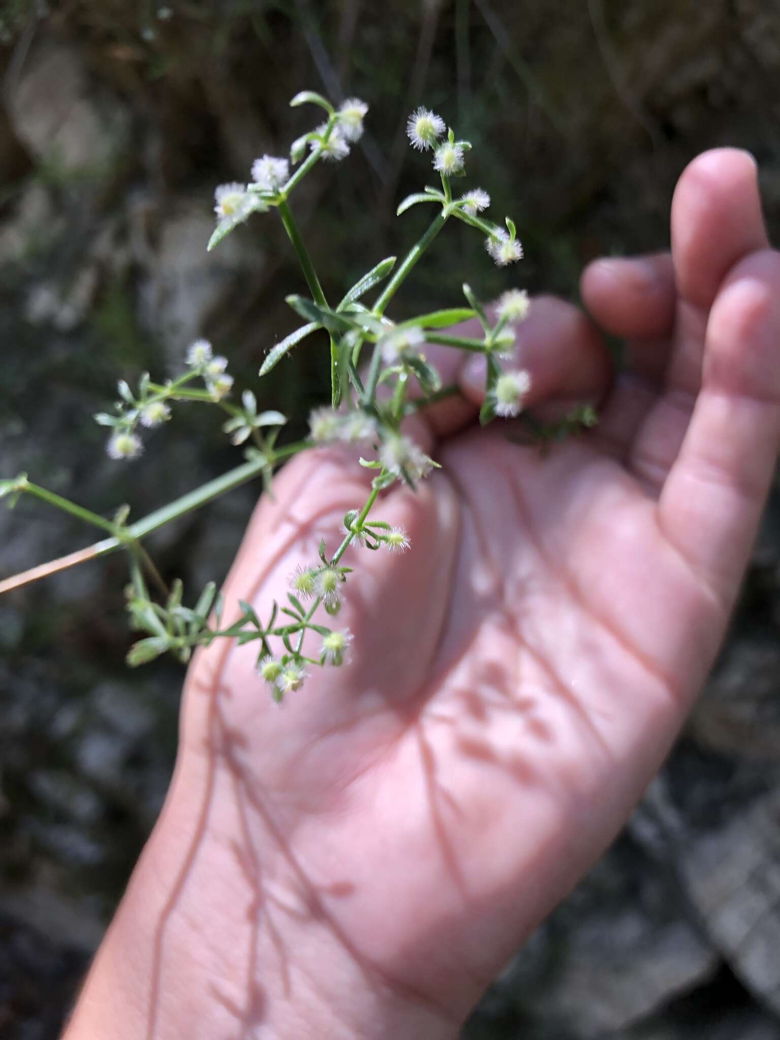 Image of graceful bedstraw