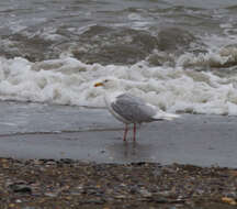 Image of Glaucous Gull