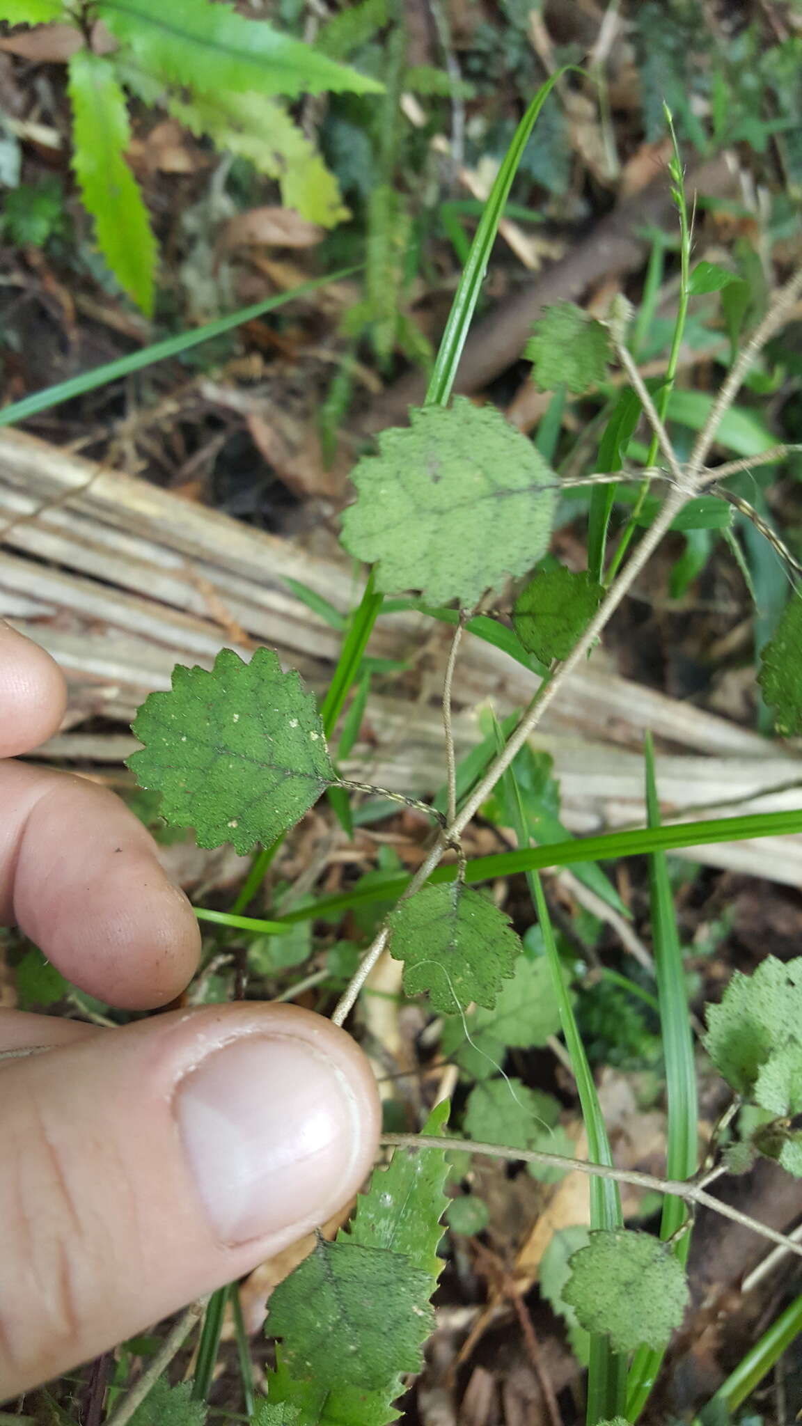 Image of Rhabdothamnus