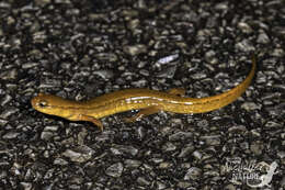 Image of Junaluska Salamander