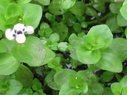 Image of Lindernia rotundifolia (L.) Alston