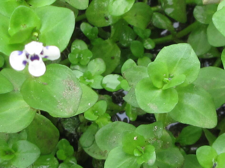 Image of Lindernia rotundifolia (L.) Alston