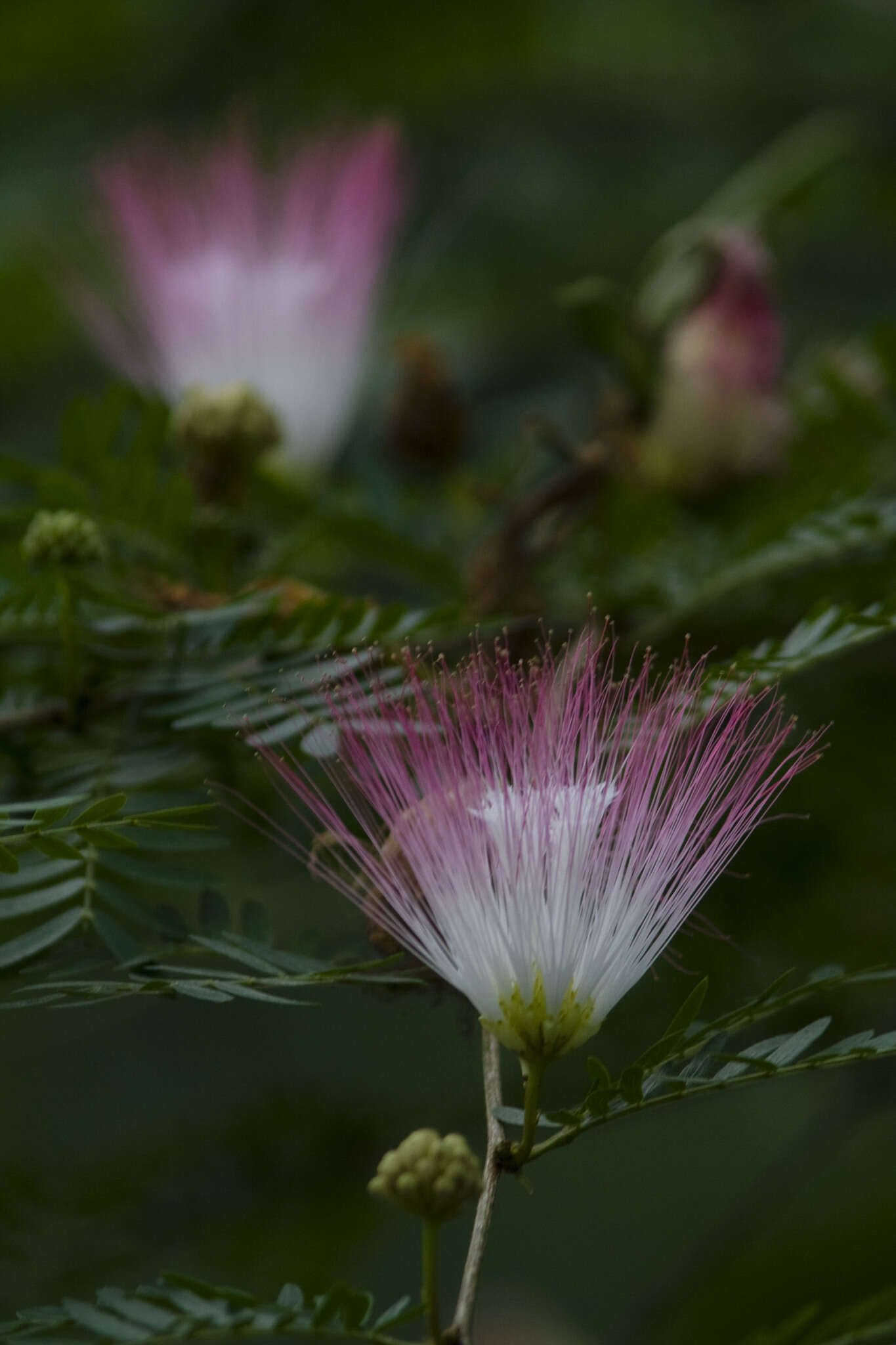 Image of Calliandra riparia Pittier