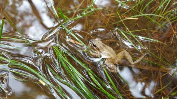 Image of Cajun Chorus Frog