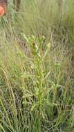 Image de Habenaria nyikana Rchb. fil.