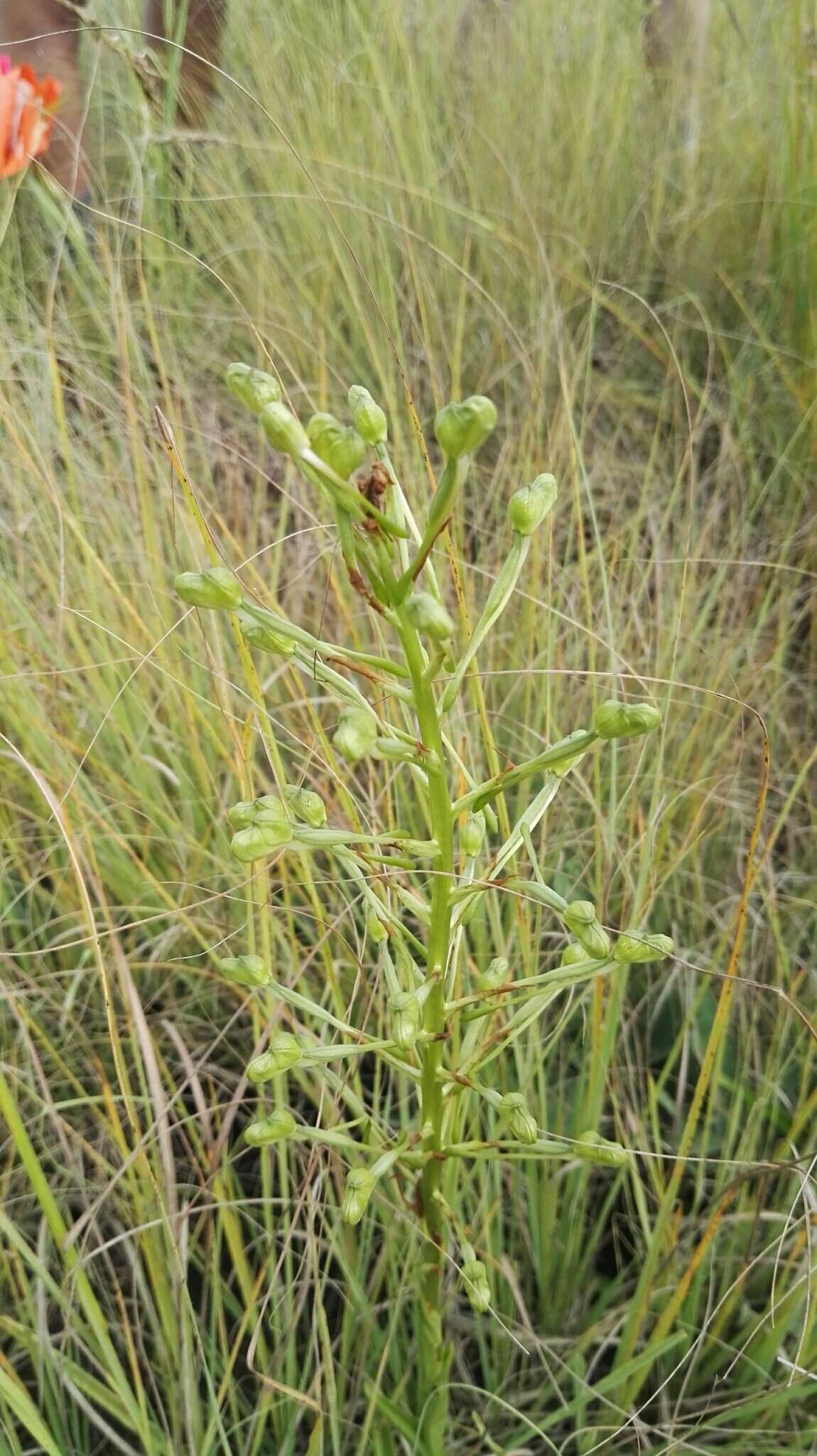 Image de Habenaria nyikana Rchb. fil.