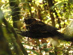 Image of Silky-tailed Nightjar