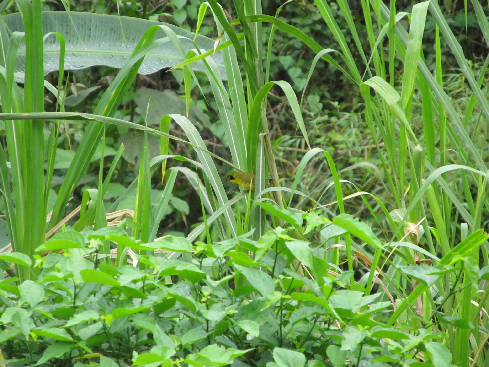 Image of Olive-crowned Yellowthroat