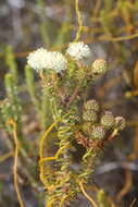 Image of Berzelia cordifolia Schltdl.