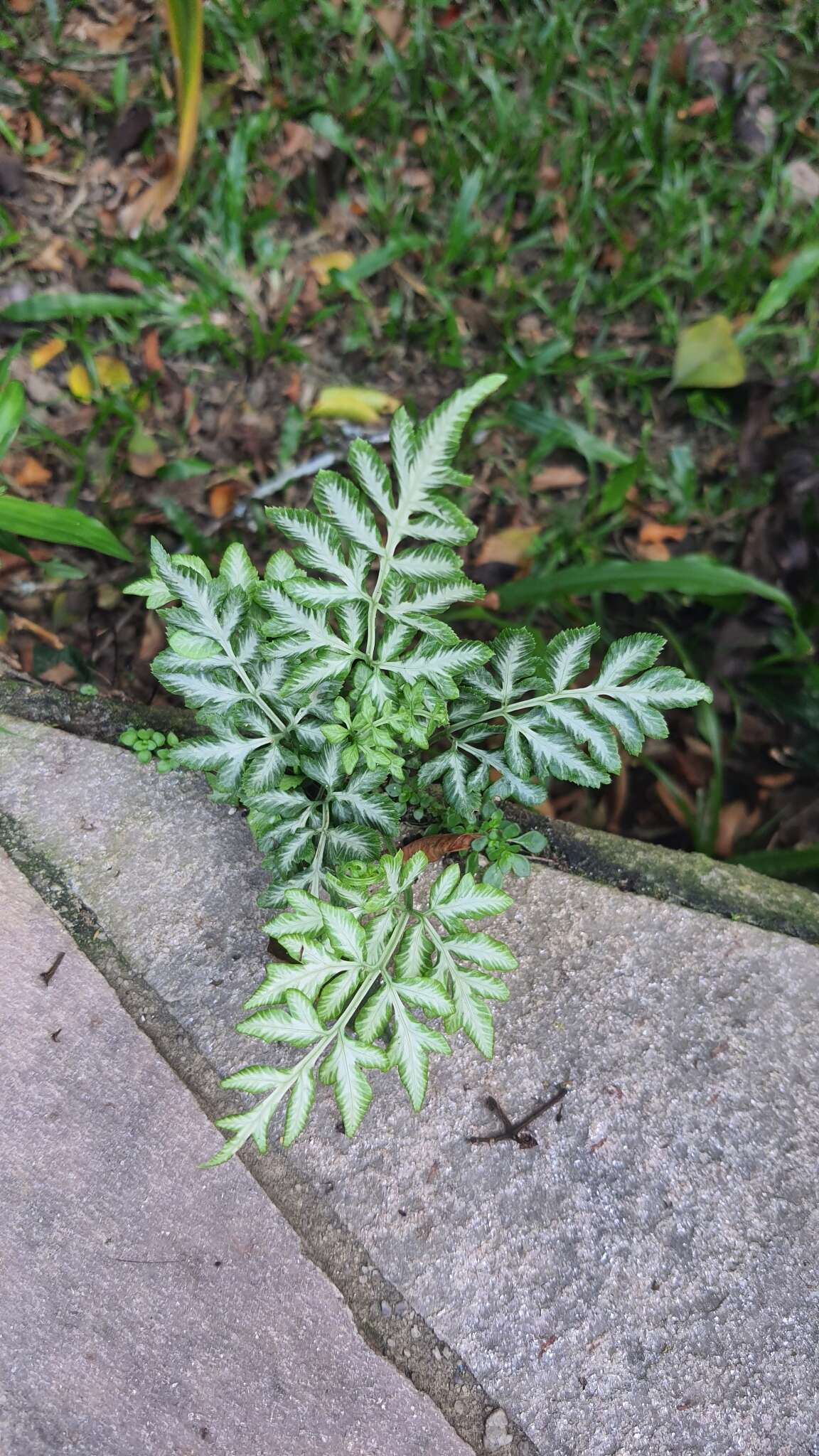 Image of Pteris ensiformis var. victoriae Bak.