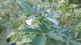 Image of Tabebuia calcicola Britton