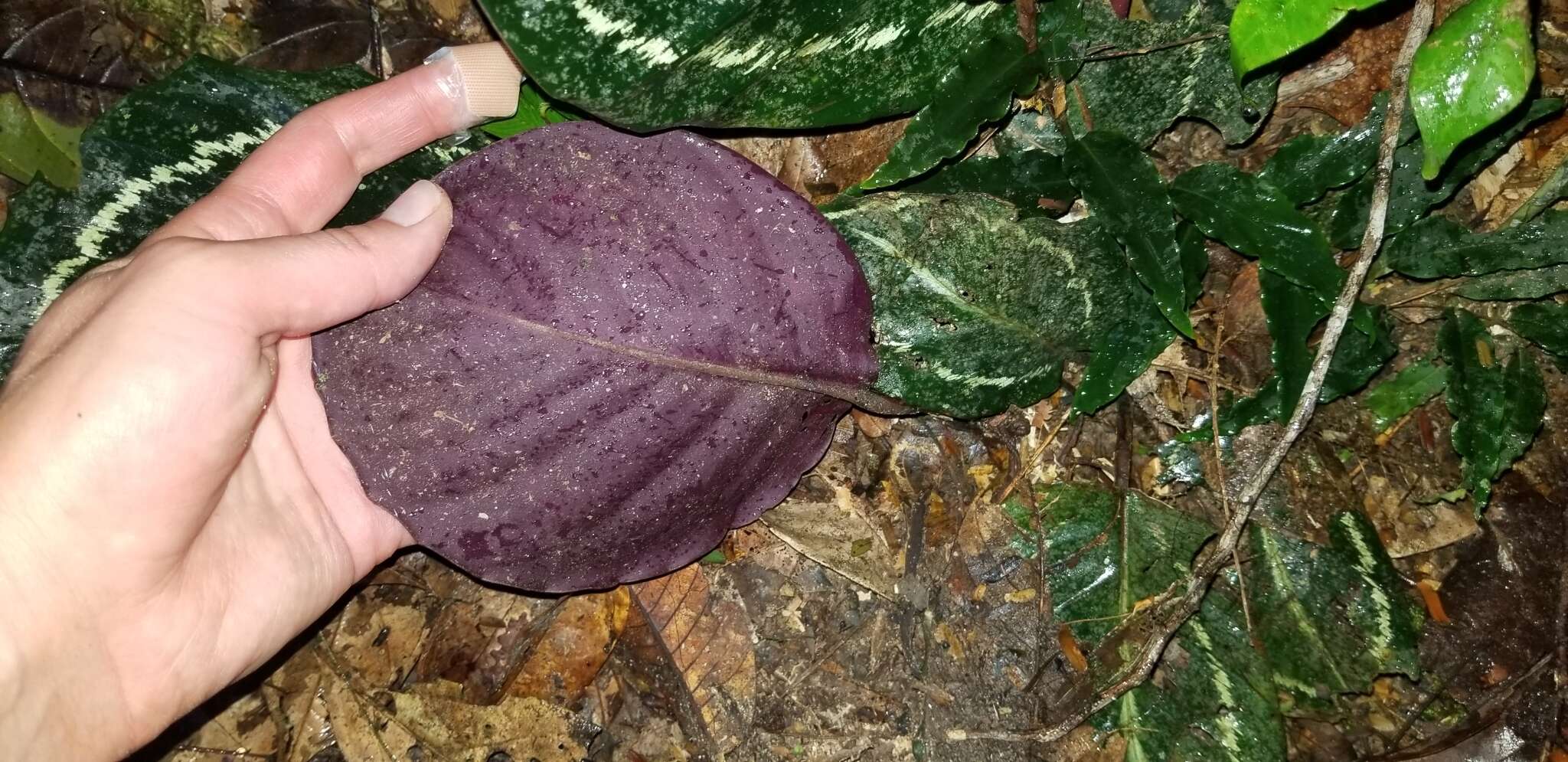 Image of Goeppertia roseopicta (Linden ex Lem.) Borchs. & S. Suárez