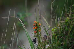 Image of Echeveria quitensis (Kunth) Lindley