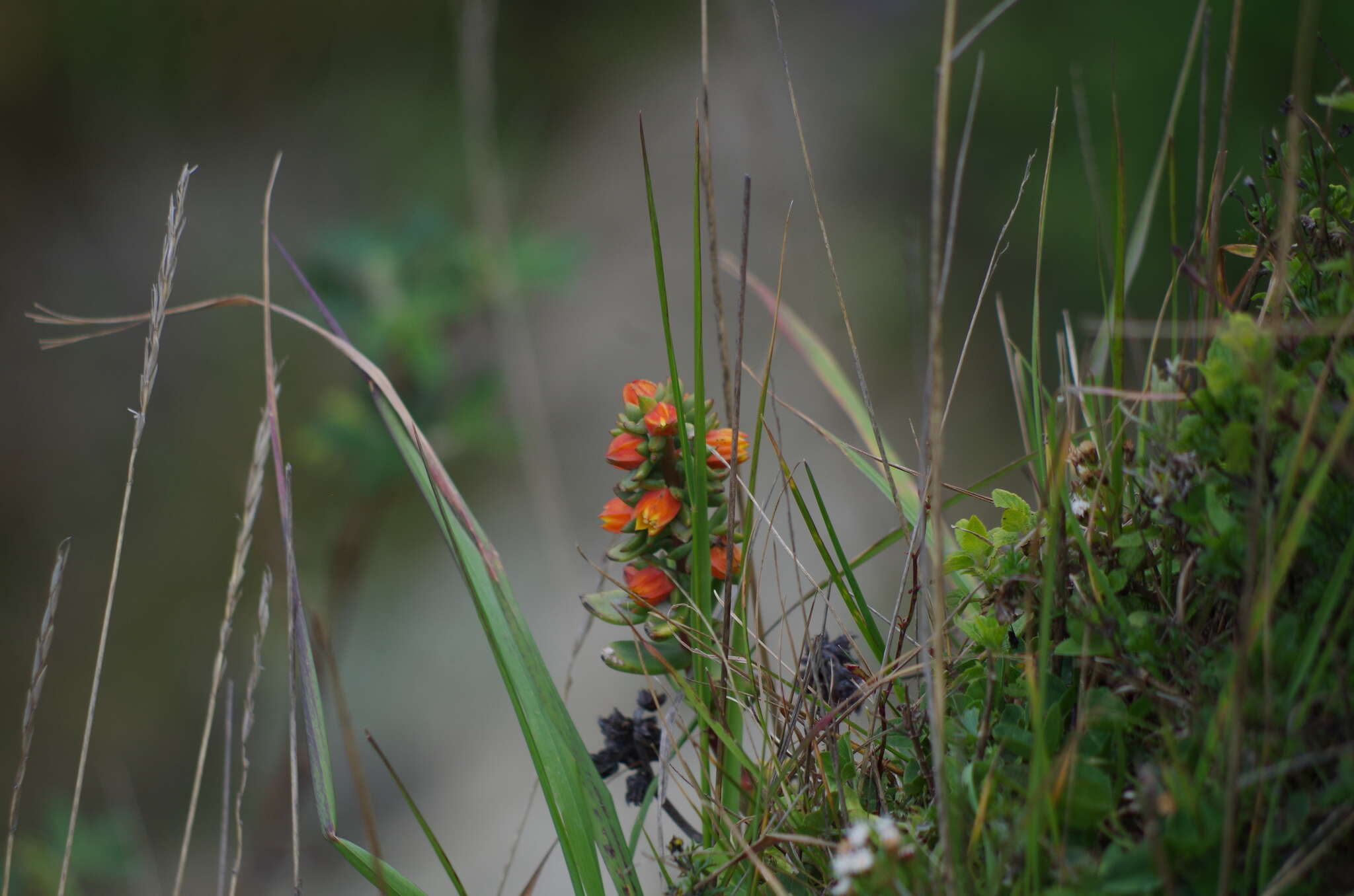 Image of Echeveria quitensis (Kunth) Lindley