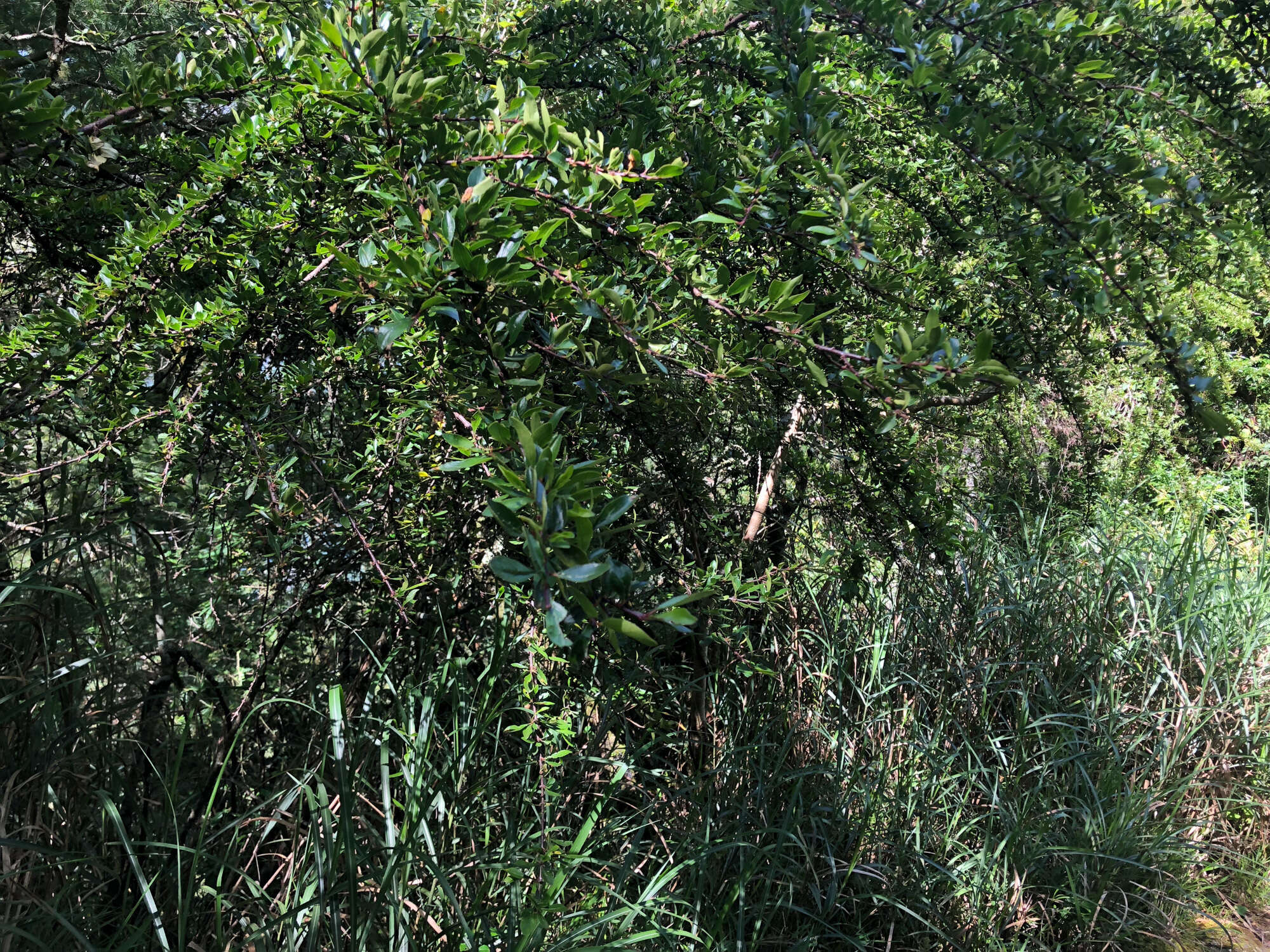 Image of Rhamnus parvifolia Bunge