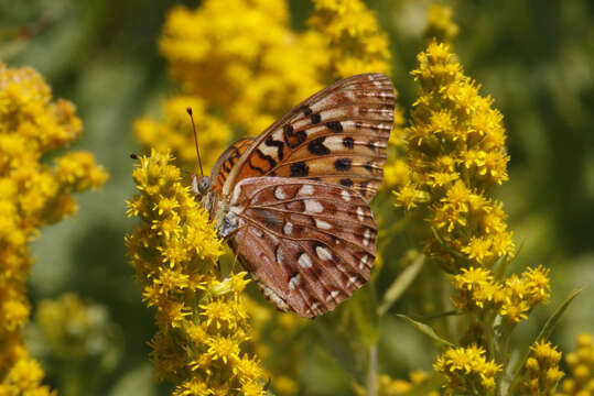 Image de Speyeria zerene monticola (Behr 1863)