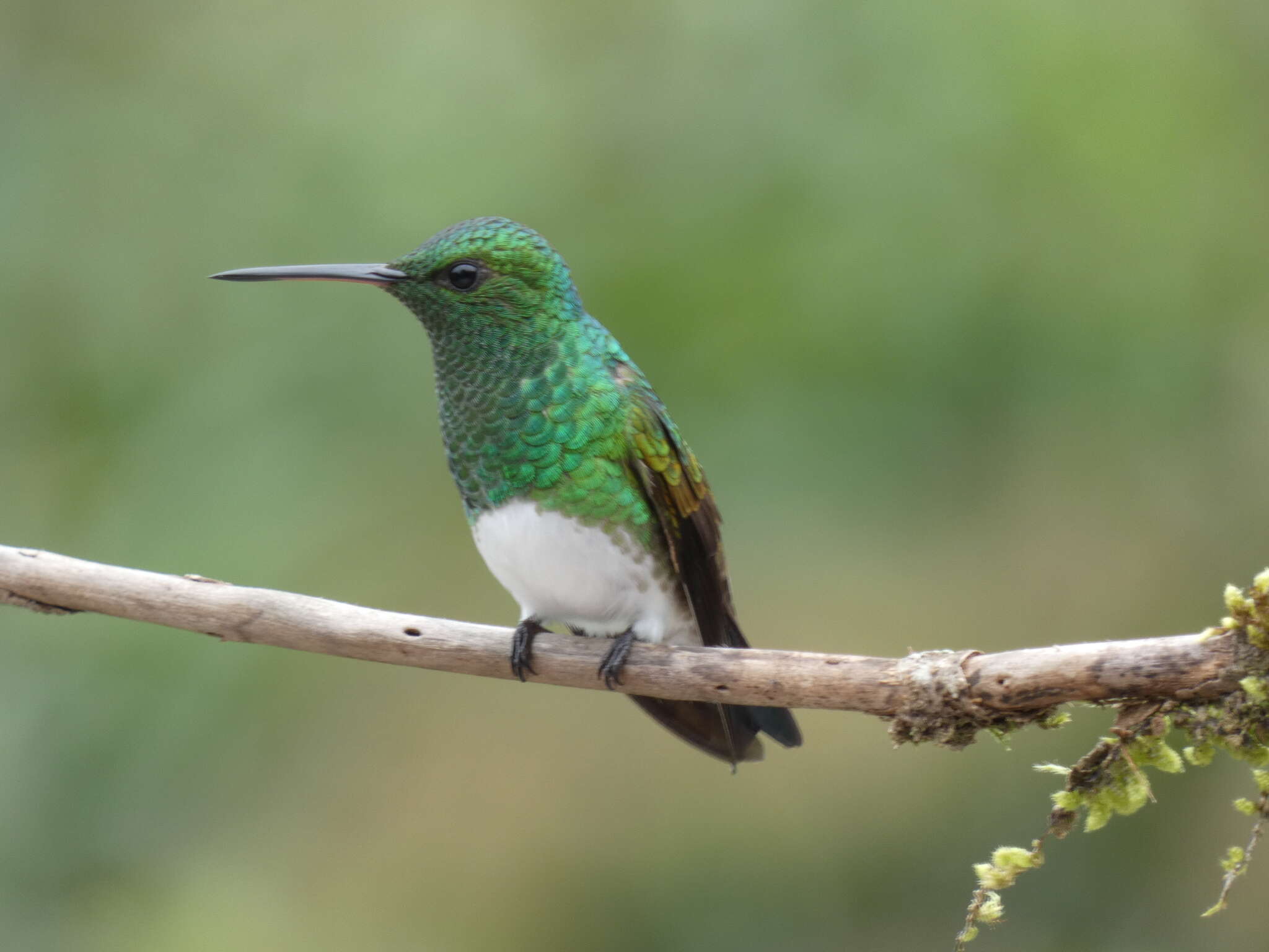 Image of Snowy-bellied Hummingbird