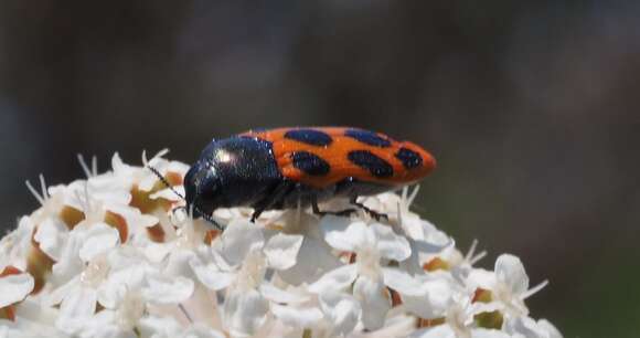 Image of Castiarina octomaculata (Saunders 1868)