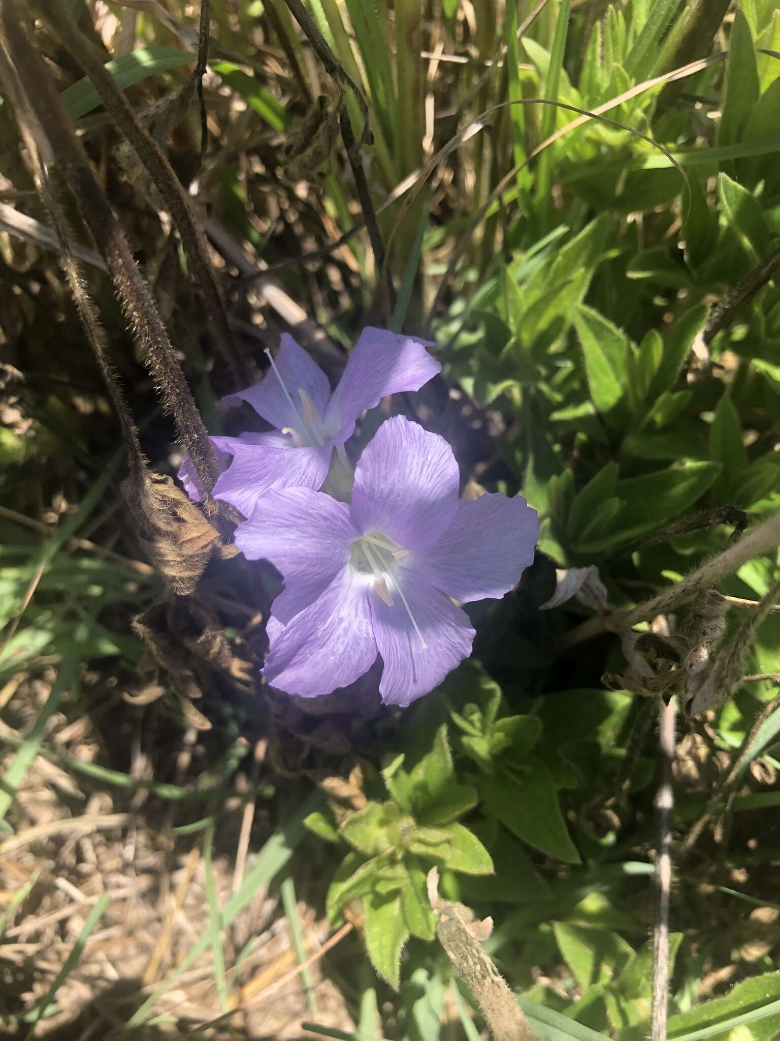 Plancia ëd Barleria monticola Oberm.