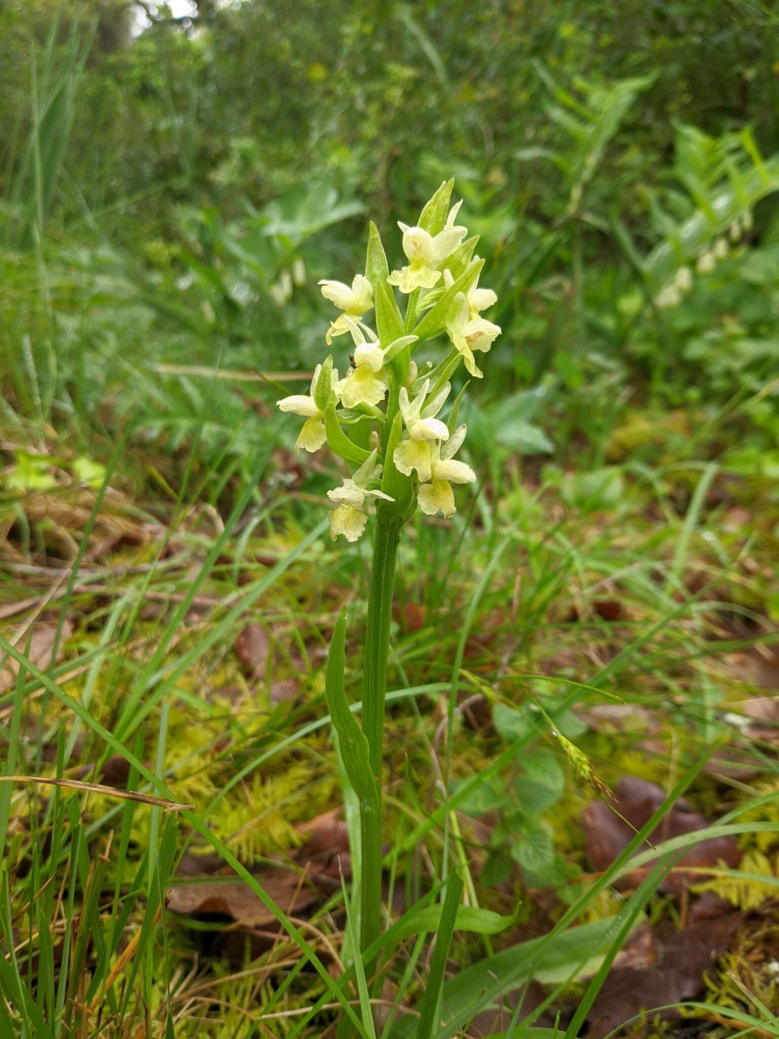 Image of Dactylorhiza romana subsp. guimaraesii (E. G. Camus) H. A. Pedersen