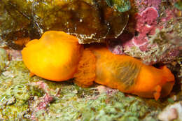 Image of Gymnodoris inornata (Bergh 1880)