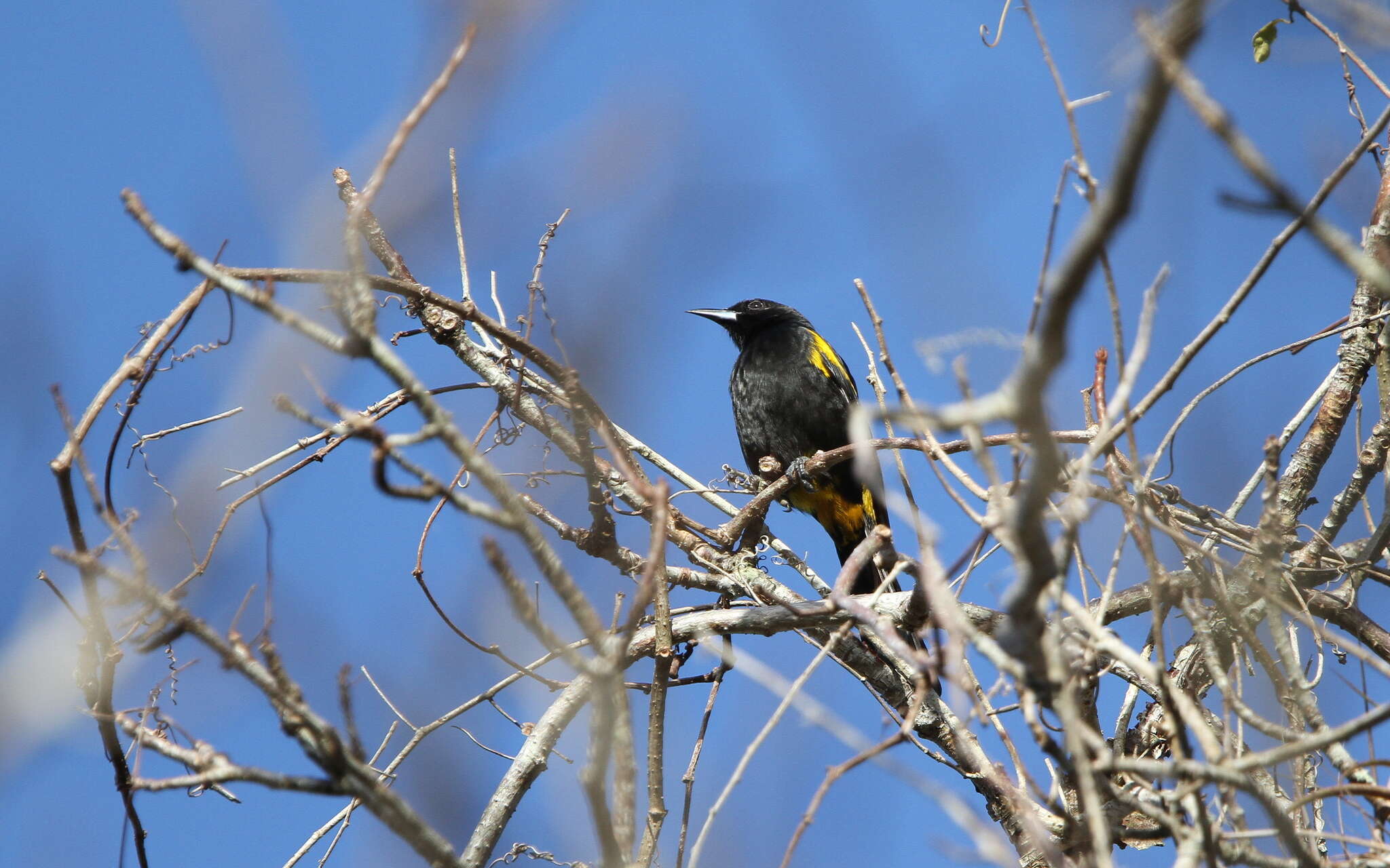 Imagem de Icterus melanopsis (Wagler 1829)