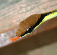 Image of Dendrelaphis striatus (Cohn 1905)