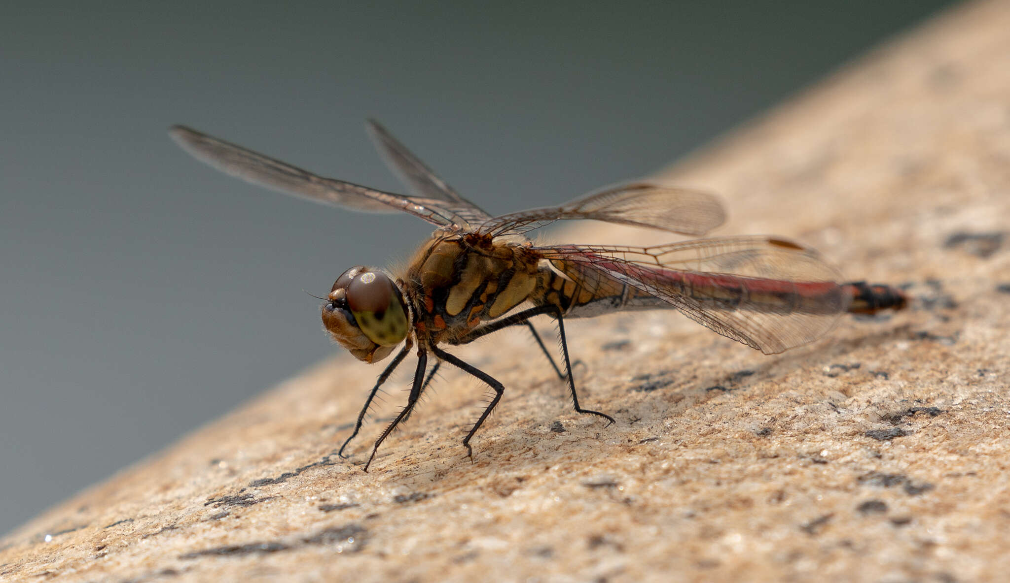 Image de Sympetrum frequens (Selys 1883)