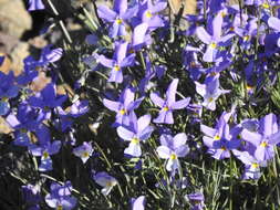 Image of Viola palmensis Webb & Berth.