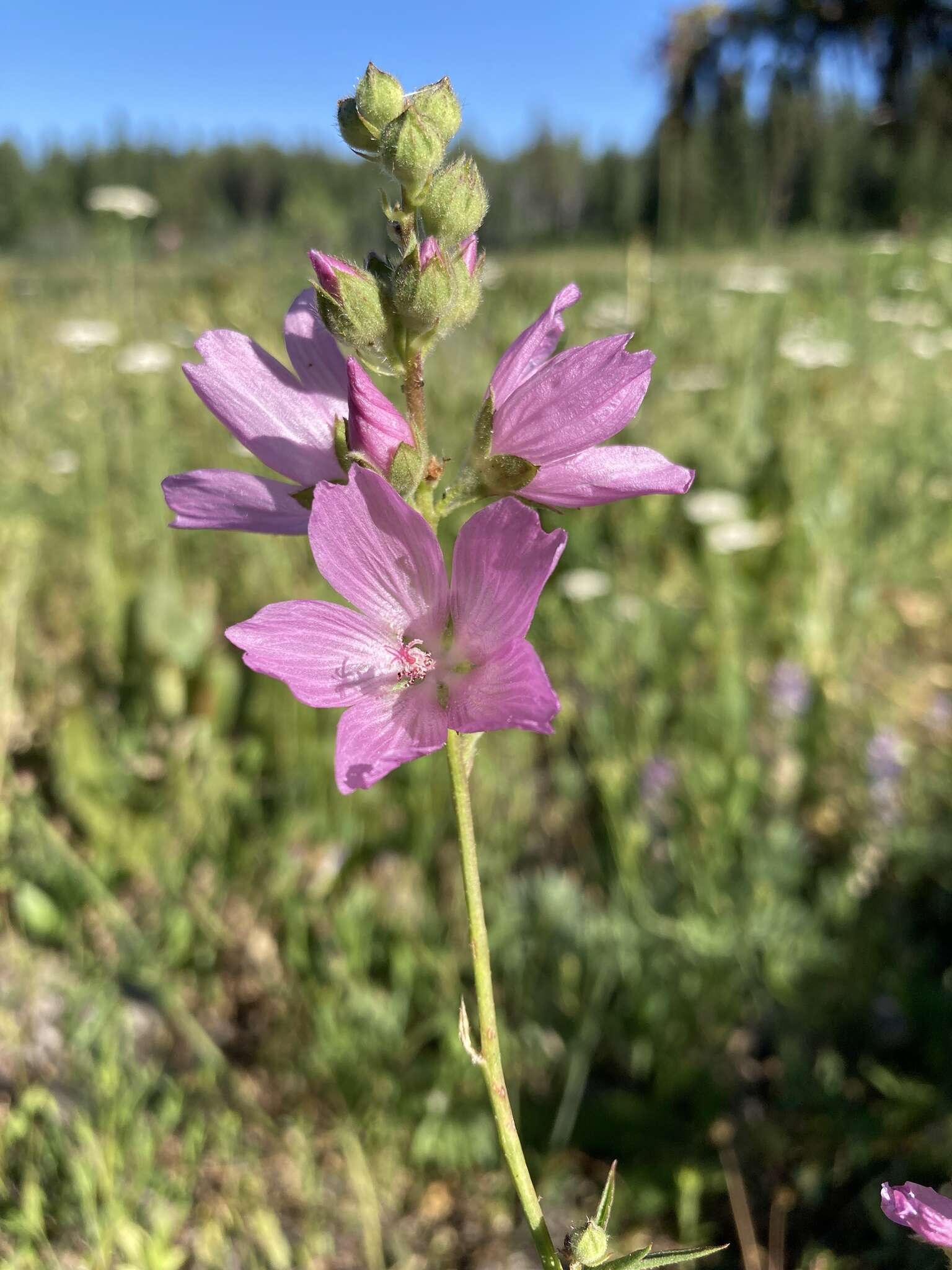 Image of Wenatchee Mountains checkermallow