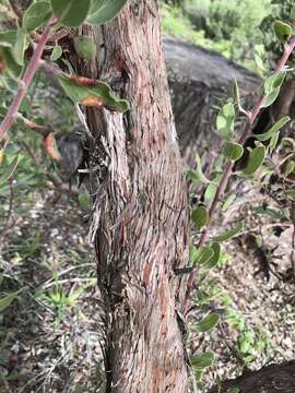 Image of shagbark manzanita