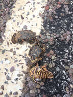 Image of Desert box turtle