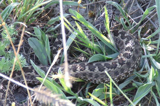 Image of Vipera renardi (Christoph 1861)