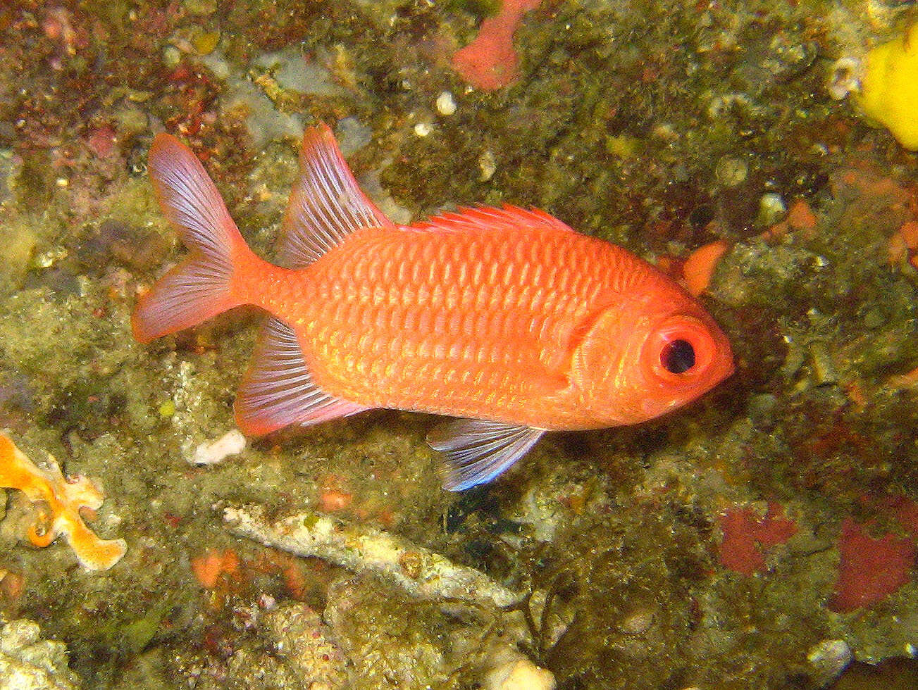 Image of Blacktip Soldierfish