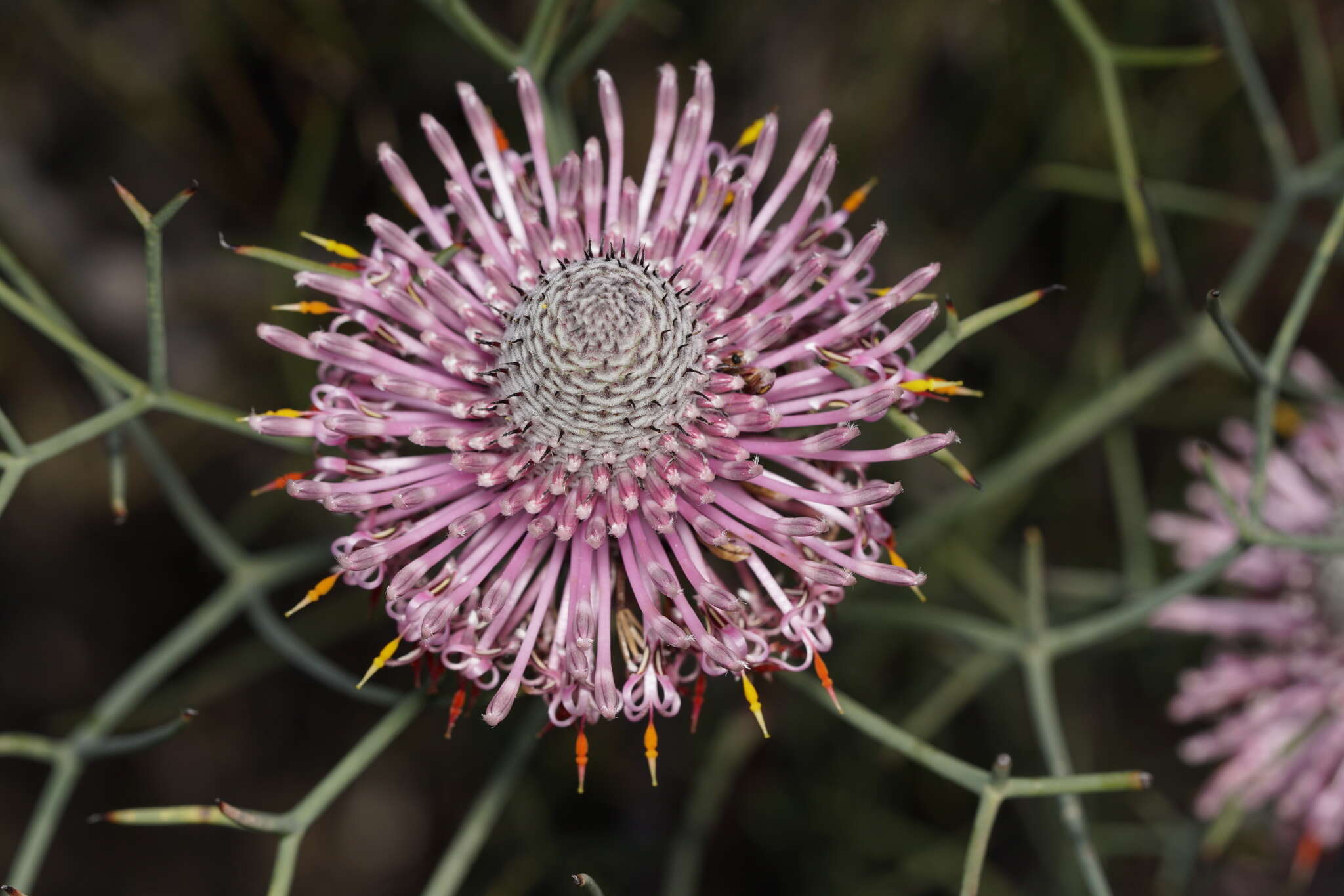 Image of Isopogon divergens R. Br.