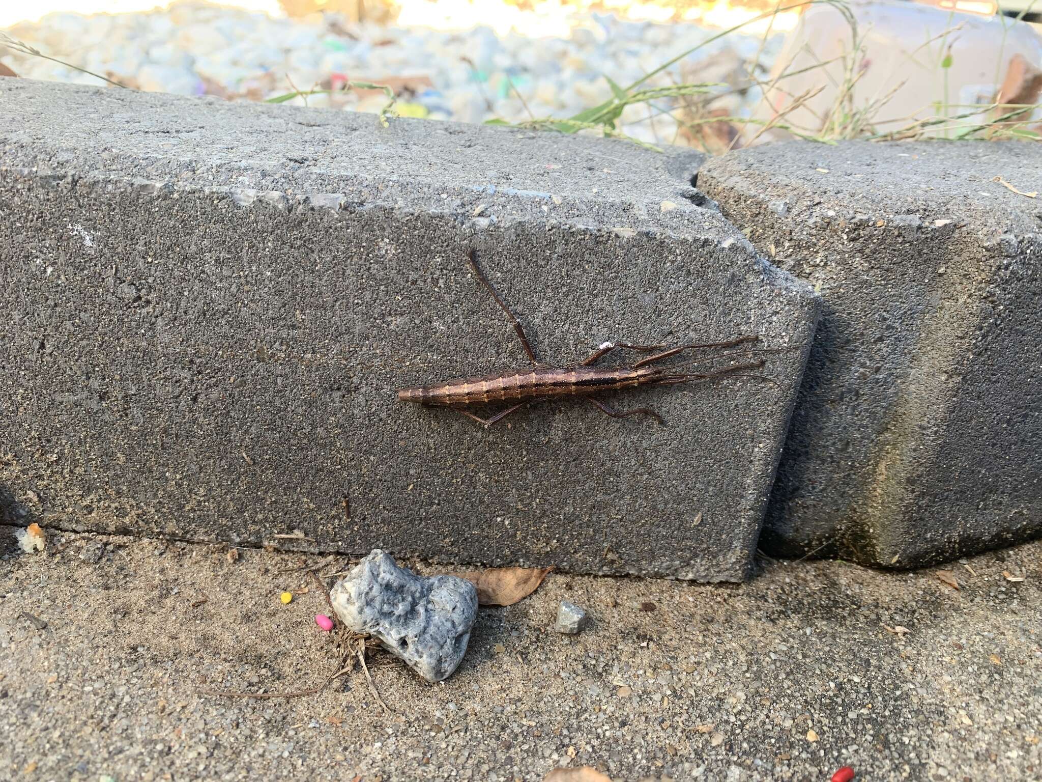 Image of Northern Two-striped Walkingstick