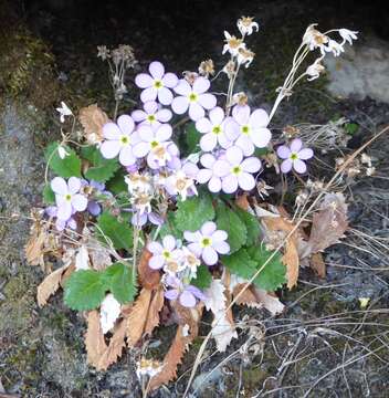 Primula caveana W. W. Sm. resmi