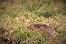 Image of pocket gopher