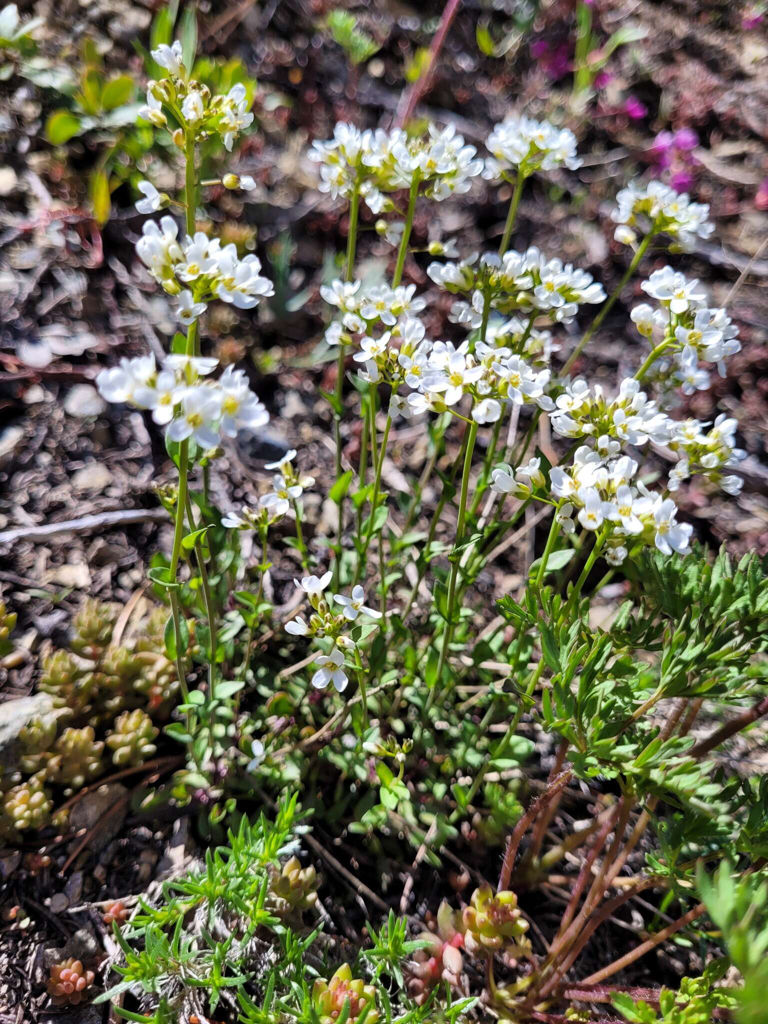 صورة Noccaea fendleri subsp. glauca (A. Nelson) Al-Shehbaz & M. Koch