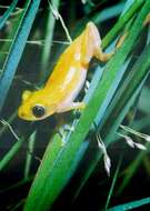 Image of Pickersgill's Banana Frog