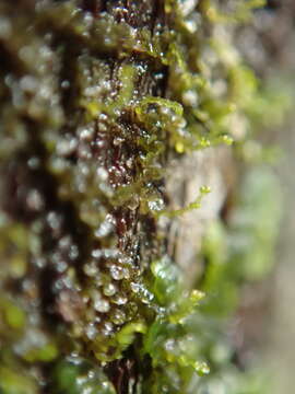 Image of Frullania bolanderi Austin