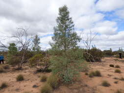 Image de Codonocarpus cotinifolius (Desf.) F. Müll.