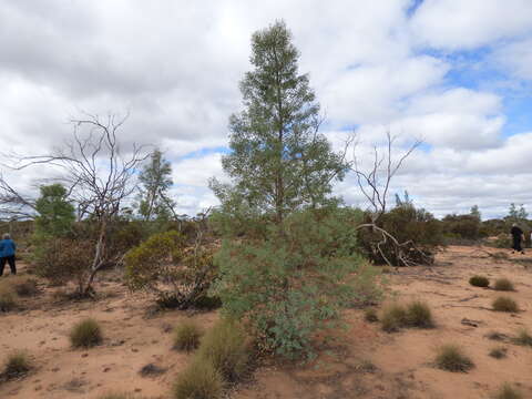 Image de Codonocarpus