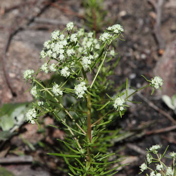 Image of Poranthera corymbosa Brongn.